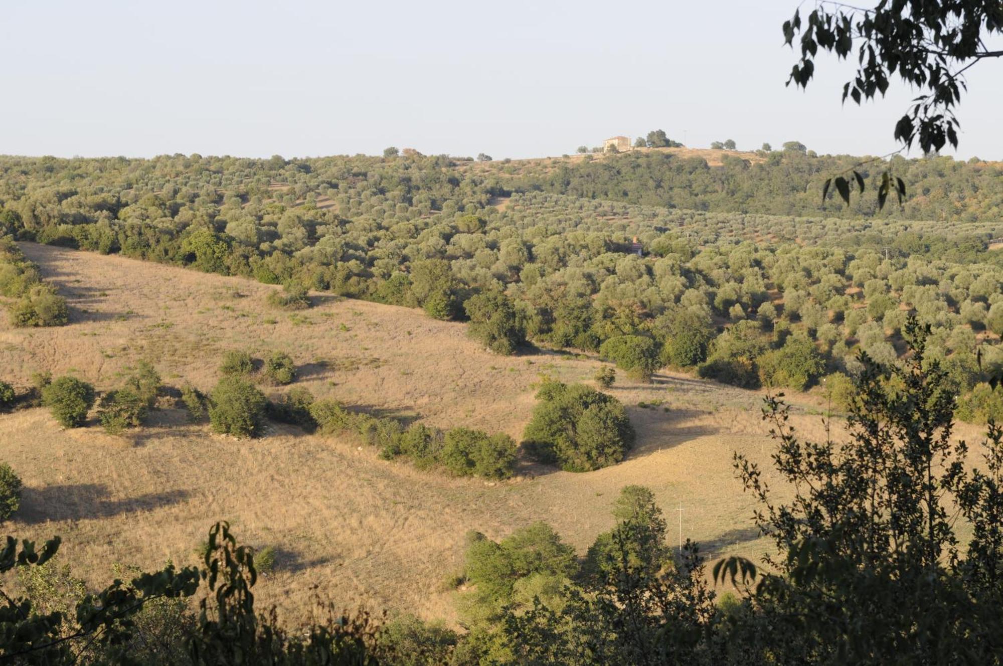 Le Tartarughe Rooms Magliano in Toscana Exterior foto